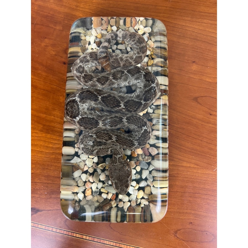 Vintage Taxidermy Rattlesnake in Resin Paperweight Oddities Curiosities Display